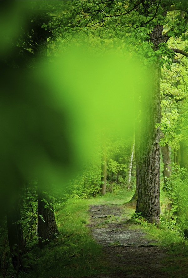 Called Path in Forest