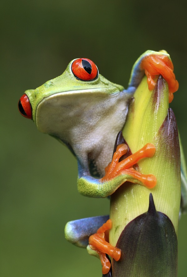 Venerable Life Tree Frog